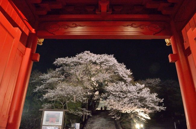 今年も真っ先に咲いた慈光寺の赤門桜