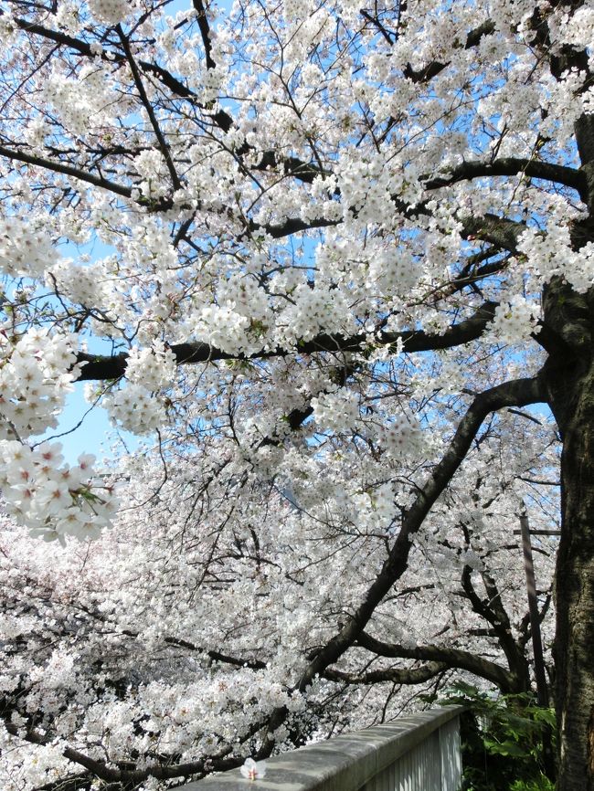日曜日でも空いてて良かった☆満開直前、神田川の桜