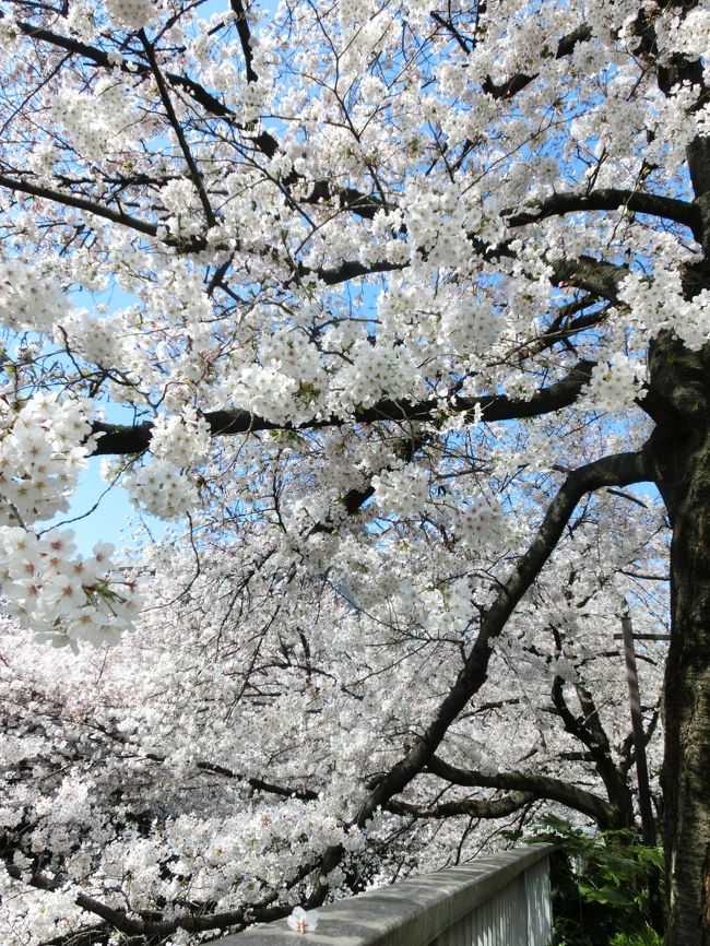 PHOの地元、上野公園の桜はテレビや新聞に取り上げられて、花見だか人見だか判んなくなってるようです。<br />歩いて15分とは言え、行く気にはなりません。<br />それじゃ何処行くか？<br />目黒川も隅田川も千鳥ヶ淵も飛鳥山も播磨坂も六義園も小石川後楽園も、勿論谷中霊園も染井霊園も何度となく行ってるし、それじゃ紅葉見に行った善福寺川か？けど、混まないの？てかアクセス今一つ。<br /><br />1ヶ月余り前、永青文庫へ「信長からの手紙」を見に行った時に（旅行記有ります）発見した桜並木は、周囲に桜の名所が多過ぎて、ロケーション良いのにそれほど混みません。<br />しかもPHOのウチからはバス1本でサクッと行けちゃいます。<br /><br />皆に見せたい気持ちと、隠しておきたい気持ちとがせめぎ合っています。