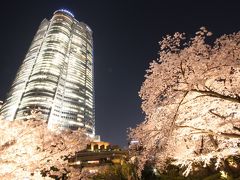 六本木の桜