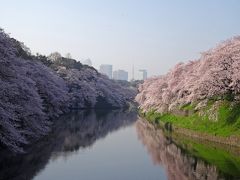 いつ行くか？ 朝でしょっ！ ◇ 早起き花見 ～ 靖国神社から千鳥ヶ淵へ ◇