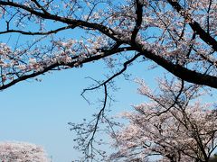 新境川堤の桜（百十郎桜）