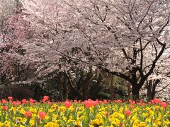 大宮花の丘公苑　　満開の桜とチューリップ　春色全開！