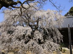 旅するイルカ♪　桜だより　2015　Part2　大阪府　山中渓へ