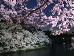 千鳥ヶ淵　桜