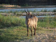 クルーガー国立公園サファリ