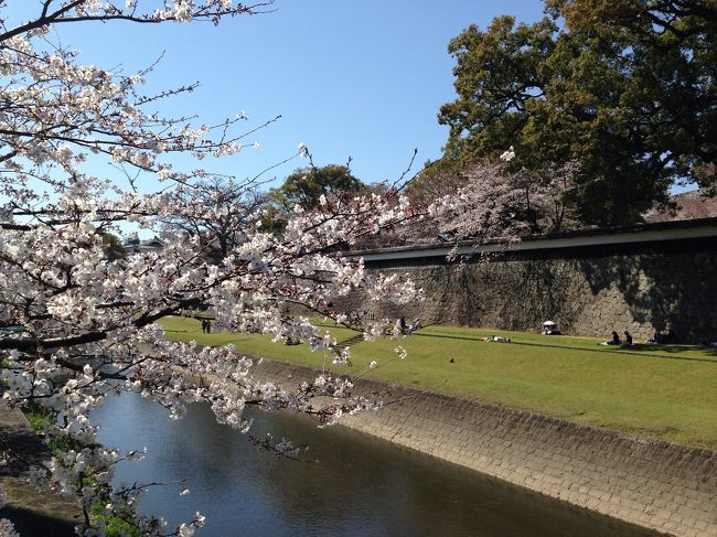 春のうららかな日、熊本城に散歩がてら桜を見に行きました。