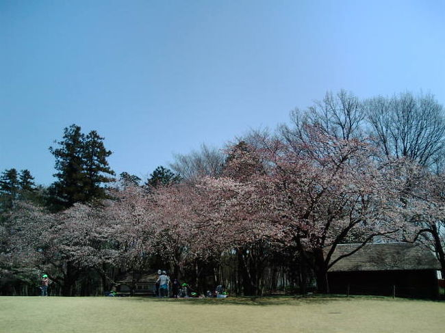 　暖かい季節になったので、農林公園まで野菜やお米を仕入に行ってみようと思いました。ここ数年３月に行っても、なかなか桜が見られませんでした。ニュースで熊谷気象台が開花宣言をしたと聞いたので今年こそと出かけました。<br /><br />　青空が広がり、天気予報では５月上旬の気温になると言っていました。午前中に着いて見ると、すでにたくさんの車が駐車場に止まっていました。中にはバスで来ている保育園の団体も。３月の平日としては、かなりの人出ではないでしょうか。それでも園内は広いので、混雑しているとも感じられません。<br /><br />　農産物直売所を覗くと、新鮮な野菜や手作りの饅頭などが並んでいました。まずは買い物をして、その後は園内の散策をしました。散歩コースがあり、歩いた距離がわかるようになっています。<br /><br />　芝生広場の桜を見てスタートすると「郷土の木」のコーナーがありました。県内の各市町村が木を定めているようです。家の庭にある同種の木もきれいな樹形になっていて、それを見ると剪定しなければと反省してしまいます。<br /><br />　梅はさすがにシーズンが終わっていましたが、「楊貴妃」と名札の付いた品種はまだ花が咲いていました。モクレンも白い花は散っていましたが、別の品種はまだ咲いていました。少し季節はずれても、たくさんの品種があると花を長く楽しむことが出来るのですね。<br /><br />　ハウスの中のイチゴは、まだ生育過程でした。摘み取り体験は、もう少し後から始まるようです。同じく畑もジャガイモが植えられたばかりのようです。こちらの収穫体験は６月ごろから始まるでしょうか。<br /><br />　進むと薬用植物園がありました。説明を見ると「柿の木」や「銀杏」も効能があるようです。こんな身近な木に薬用の効果があるとは知りませんでした。庭の柿や紫陽花も大切にしなければ、帰ったら肥料をあげようかな。<br /><br />　木材文化館はすべてが木で作られた大きな空間でした。ここでは工作教室も行われるようですが、残念ながら訪れた日はありませんでした。<br /><br />　だんだん出発地に戻ってくると、汽笛の音が聞こえました。春休みに合わせてか３月２７日から４月５日頃までミニSLの運転が行われており、子供たちが大勢乗っていました。<br /><br />　大した距離を歩いたわけではありませんが、お腹が空いたので地粉を使ったうどん屋さんへ。手打ちでコシがあり、天ぷらも揚げたてです。ピザも食べたくなったので、ご当地の深谷ネギと辛味噌のピザを注文しました。デザートは暖かさにつられてアイスクリーム。三つのお店をすべて食べてしまいました。<br /><br />　季節の変化がその時々に咲く花や、収穫できる作物で感じられる農林公園。都会からは遠いのですが、自然の中でしか味わえない季節感は、車を走らせてでも来た価値がありました。<br />