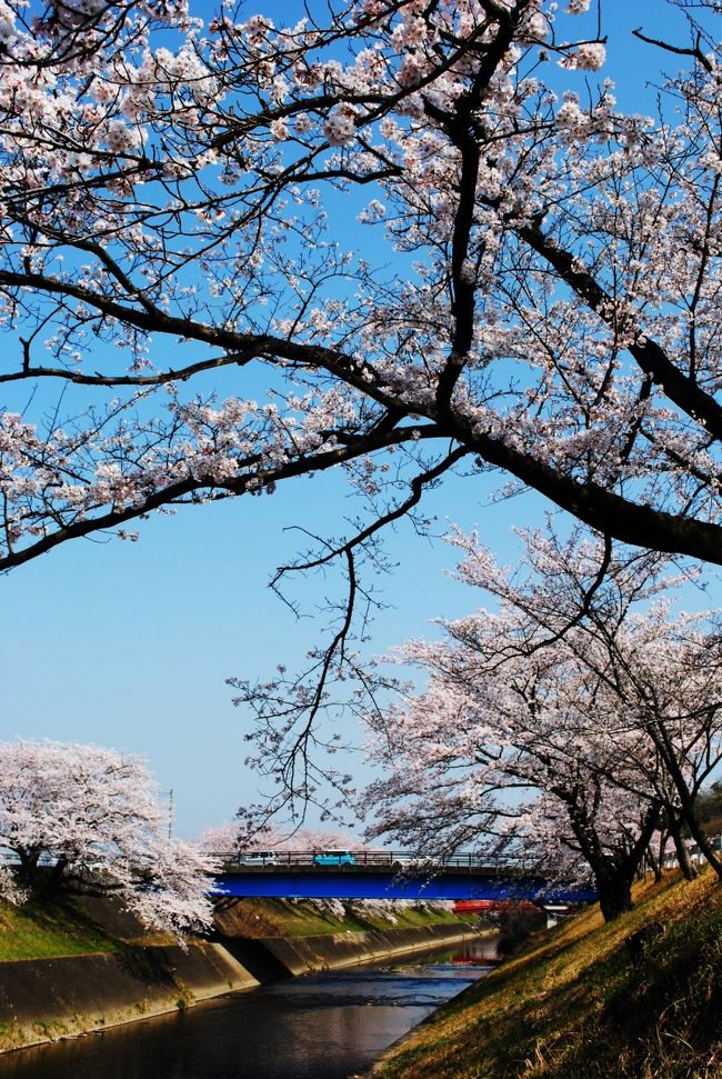 　本日（3月31日）は朝から快晴の天候に恵まれた。まさに陽春の候、絶好の花見日和である。　今年はどこへも行く予定をしていなかったのだが・・・・。<br /><br />　そうだ各務ヶ原へ行こう思い立ったら即決行、９時頃にタイトルの花見に出かける事になった。　我が家から車で約20分の所で小生の愛車（ポンコツ車）でいざ出発です。