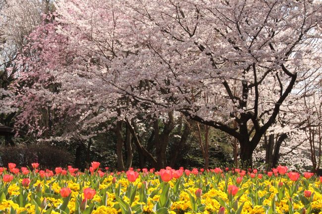 昨年来たときは、桜も散っていてチューリップもそろそろ終盤に差し掛かった状態だった。<br />桜の花とチューリップ、一緒に見られたらいいなとこの一年楽しみに待っていたんだ♪<br /><br />あっという間に満開になった桜は、散り始めるのも早いはず。今日を逃したらもう日がない!<br /><br />お天気にも恵まれ、暖かな1日。<br />絶好のお花見日和だね♪