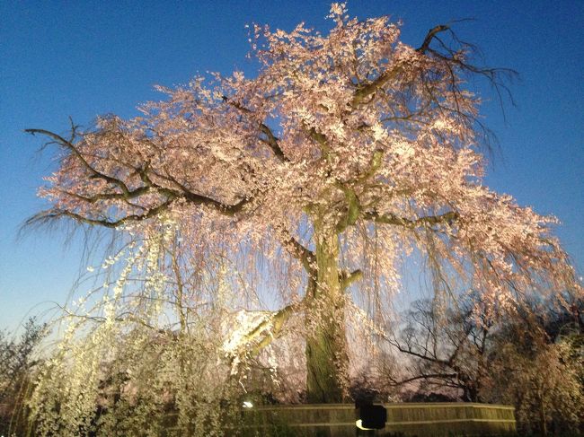 急に暖かくなった京都、八坂神社の一本木の桜が、女王のように咲き誇る。<br />堂々と、凛として、華やかに…！