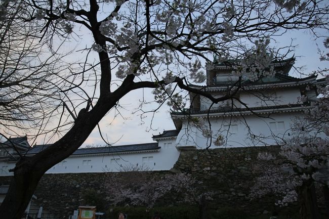 和歌山城の桜は　見ごたえ有りですね<br />昼〜夜にかけて行ってきました<br />ここは非常に有名ですので<br />観光客が多くて　とても賑わっていました