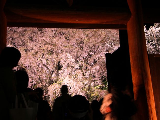 耳朶をくすぐるサクラの吐息／【千鳥ヶ淵】【六義園・枝垂れ桜】  