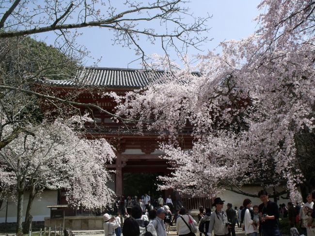 京都にはこれまで何回？　中学生の修学旅行から一寸出張の帰り、2010年には紅葉を見に、秋から冬にかけて2ヶ月いました。<br />「今まで行っていないところで」とおもってもかなり行っています。<br /><br />今回は春の京都を約1ヶ月歩きます。しかし、天気が不順、1日おきに雨がするような天気で、高い参観料もお寺さん訪問の障壁で、....<br /><br />仁和寺の御室桜は残念な結果で。雨のの晴れ間に行ったのですが遅かった。