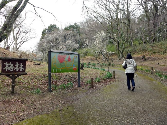 見所がコンパクトにまとまっている修善寺温泉街ですが、梅園は少し離れています。<br /><br />花には余り興味のない私と妻ですが、せっかく梅まつり開催中なので、足を伸ばすことにしました。<br />