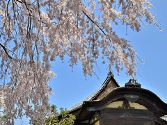 芳葩爛漫 桜紀行 醍醐寺①三宝院