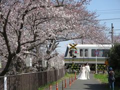 母と歩く春の奈良☆佐保川沿いで、桜を愛でる～あれ？こんな所に外国の方がたくさん？！