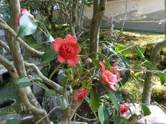 椿の花咲く霊鑑寺門跡へ、そして桜満開の哲学の道へ♪