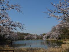 さくら満開　横浜　三ッ池公園、馬場花木園　　東京　水元公園　２０１５年