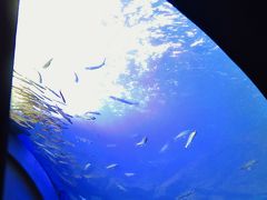 北の大地の水族館a 《生命がきらめく滝つぼ》水槽の迫力　☆オショロコマが群れ泳ぐ