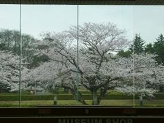 歴博　ガラス屏風の桜