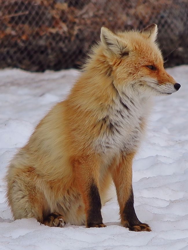 北きつね牧場は、北海道北見市留辺蘂町花丘地区にあるキツネ専門の動物園。<br />「キツネの町」北見市の温根湯温泉を代表する人気観光スポットとして、また、北海道の野生動物の中でも特に人気を誇り、マスコットキャラクター的な存在でもあるキタキツネを間近に観察できる観光スポットとして、一年を通して全国各地から大勢の観光客が訪れる。<br />開設は1983年（昭和58年）で、現在は有限会社　フォックスが運営している。<br /><br />温根湯温泉の温泉街から徒歩圏内の場所に位置し、石北峠付近を源流として温泉街を流れる無加川の左岸の丘陵地帯の一角にある。総面積60,000m2の敷地の周囲をフェンスで囲み、その中で野生に近い状態で100匹以上のキツネ（キタキツネ中心だが、一部、銀ギツネや白ギツネなどもいる）を放し飼いにしている。<br /><br />見学客は敷地内に張り巡らされた遊歩道を利用して、キツネたちの生態を観察することが出来る。時にはキツネ自身が観光客のそばまで寄り添ってくることもあるが、原則として、観光客による餌やりはしない、キツネには触ってはいけない、としている。<br />（フリー百科事典『ウィキペディア（Wikipedia）』より引用）<br /><br />北きつね牧場については・・<br />https://www.facebook.com/kitakitsune.farm/timeline?ref=page_internal<br />