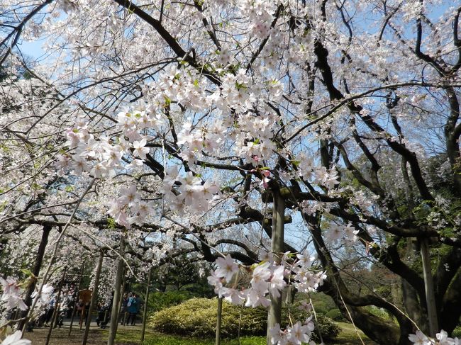 2015年の桜はパッと咲いて雨雲と共に散って行きそうです。今年のお花見は六義園の枝垂桜に決めました。テレビで再三紹介しているせいか、大混雑でした。後何回桜を眺められるかの世代には素晴らしい花見でした。写真は満開の枝垂桜の下で。