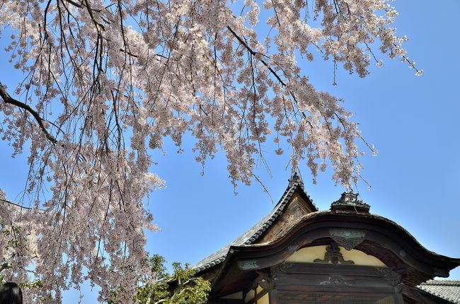 平安京の昔から、春になると貴族たちは酒や肴を携えて花を愛でながら歌を詠みました。往時の花見の定番は桜ではなく桃や梅でしたが、いずれにせよ庶民には縁も所縁もないものでした。そんな花見を庶民が知る所とし、大衆化するきっかけとなったのが、天下人 豊臣秀吉が催した「醍醐の花見」でした。そしてその「醍醐の桜」の子孫が今を盛りにと咲き誇るのが、真言宗醍醐派の総本山となる笠取山(醍醐山)一帯に広がる「深雪山醍醐寺」です。<br />しかし、醍醐寺は元々桜の名所だったわけではありません。秀吉が気まぐれにこの地で花見がしたいと言い出し、わずか1ヶ月の突貫工事で約700本の桜を近江や山城、河内、大和から移植し、花見に間に合わせたのです。まさしく天下人らしい発想と荒技で花見を完遂させたこの醍醐寺は、現在も1000本もの桜が咲き乱れる名所と称えられています。<br />1598年3月15日、秀吉は、醍醐寺に嫡子 秀頼や正室の北政所「ねね」、側室「淀」、配下の武将とその家族など総勢1300人を招き、日本史上に残る空前の宴を催しました。その際、花見に合わせて建造されたのが、三宝院唐門と表書院の2棟の国宝です。三宝院は、再建の際に公家の寝殿造と武家の書院造とを折衷した桃山時代の住宅建築として名を馳せています。<br />そして秀吉は花見の宴の5ヶ月後に世を去りました。死期が近いことを悟っての最期の我が儘だったのか、あるいは極楽浄土へ行くための善意の証としたかったのか…。<br />こうして秀吉への思いを馳せながら桜花の下をのんびりと散策するのも趣があるものです。昔々の「醍醐の花見」の雰囲気を肌で感じられるのは、文字通り「醍醐味」です。 <br />下醍醐と言っても広いので、3編に分けてレポさせていただきます。今回は、アクセスの途中で立ち寄った「祇園白川」界隈と醍醐寺 三宝院の「大紅しだれ桜」や「憲深林苑」の桜にスポットを当ててお届けいたします。