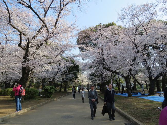 東京の桜は今が満開、一日中晴天、気温16〜22°、微風とのこと、最高のコンデション、これは行くしかない。朝6時20分佐倉市臼井の自宅を出発し、京成上野駅に7時34分に到着です。<br /><br />上野公園(うえの桜まつり;1,200本)を散策し、かっぱ橋本通りを歩いて浅草へ。雷門前の並木通りにある並木藪蕎麦に12時50分に到着、20分待ってちょっと遅めの昼食です。<br /><br />浅草寺と隅田公園(墨堤さくらまつり;670本)を散策し、東京スカイツリーへ。押上駅に16時30分に到着し、自宅には17時45分に帰り着きました。<br /><br />満開の桜と文化の香り高い上野公園を堪能、かっぱ橋道具街と下町の聖地浅草に立ち寄り、隅田公園では隅田川の桜と東京スカイツリーがお出迎え、最高の一日になりました。<br /><br />この旅行記では、サクラ満開の上野公園を散策しています。