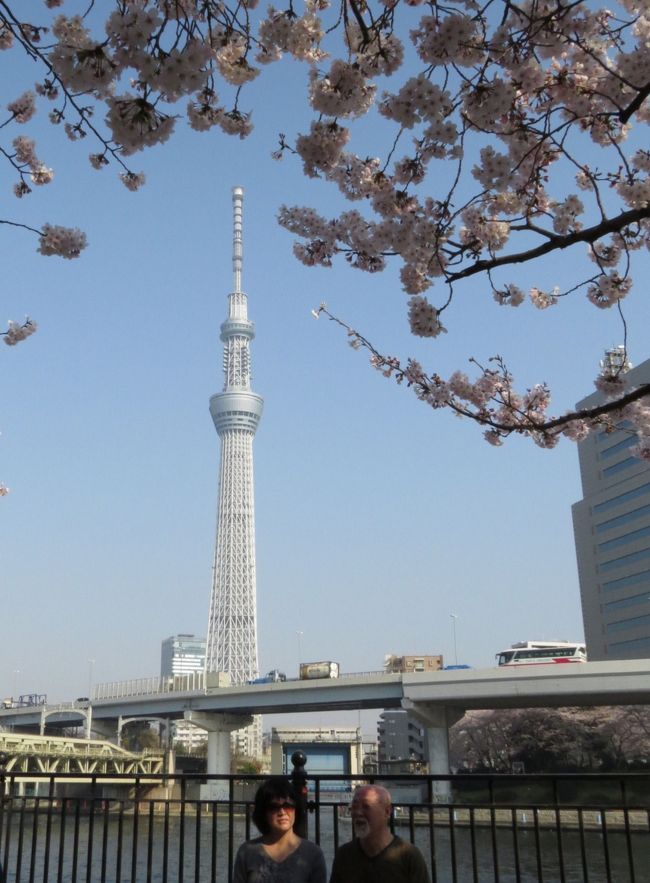 東京の桜は今が満開、一日中晴天、気温16?22°、微風とのこと、最高のコンデション、これは行くしかない。朝6時20分佐倉市臼井の自宅を出発し、京成上野駅に7時34分に到着です。<br /><br />上野公園(うえの桜まつり;1,200本)を散策し、かっぱ橋本通りを歩いて浅草へ。雷門前の並木通りにある並木藪蕎麦に12時50分に到着、20分待ってちょっと遅めの昼食です。<br /><br />浅草寺と隅田公園(墨堤さくらまつり;670本)を散策し、東京スカイツリーへ。押上駅に16時30分に到着し、自宅には17時45分に帰り着きました。<br /><br />満開の桜と文化の香り高い上野公園を堪能、かっぱ橋道具街と下町の聖地浅草に立ち寄り、隅田公園では隅田川の桜と東京スカイツリーがお出迎え、最高の一日になりました。<br /><br />この旅行記では、浅草寺を後にして、台東区側の隅田公園を散策し、言問橋を渡り、墨田区側の隅田公園に立ち寄り、東京スカイツリーまで歩いています。