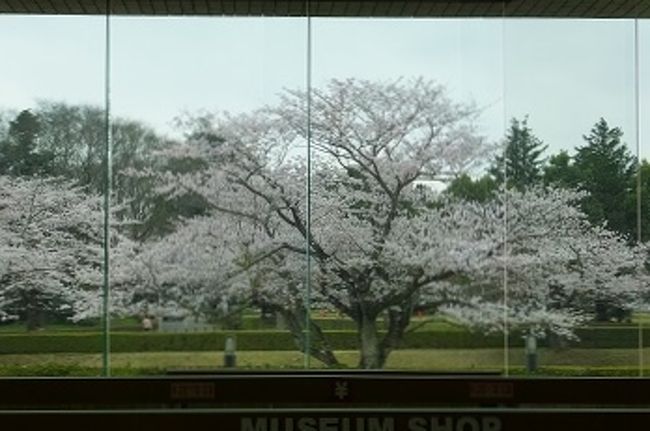 七枚を継いだ巨大ガラスを屏風に見立てて　桜を愛でる。<br />粋な花見です。