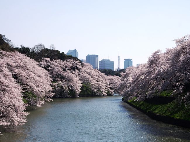 バタバタと忙しく過ごしていたら、寒い冬があっという間に終わってしまった。<br />ついこの間、紅葉が綺麗～なんて旅行記を書いた気がするのに･･･。<br /><br />３月下旬、東京は暖かい日が続き･･･「桜が開花した」と言うニュースが。<br />今年も１ヶ所くらいは、お花見に行きたいな～なんて思っていたら<br />あれよあれよと、あっという間に満開になった。<br /><br />満開になった「東京の桜」残念ながら、お花見で盛り上がるだろう<br />週末に向けてお天気は下り坂傾向にあるようだ。<br /><br />桜が満開になった２日後･･･１日ぽっかり空いたのでとある用事を兼ねて、<br />お花見に出掛ける事にした。ラッキーな事にこの日は絶好のお花見日和！<br /><br />「東京の桜の名所」は数あれど･･･中でも私が一番好きなのは<br />「千鳥ヶ淵」の桜かもしれない。お堀沿いをピンク色に染める、<br />桜並木はそれは美しく･･･沢山の観光客で賑わいます。<br /><br />＆いつもは「御朱印帳」を忘れてしまったと言う理由で、靖国神社は参拝した事が<br />無かったのですが、本日は「靖国神社」も参拝して来ようと思います♪<br /><br />そして･･･大切な「とある用事」御朱印帳のストックが無くなったので、<br />５月の旅行へ向けて「可愛い御朱印帳」を手に入れに行こうと思います♪<br />「桜の名所」と「神社」を巡る旅･･･春の美しい１日を堪能しました。<br /><br />全国美しい桜の名所は色々ありますが･･･桜の季節の東京もとても<br />美しいですよ～。皆さま･･･「桜が満開の東京」へ遊びに来て下さいね☆彡