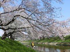 岐阜は桜がいっぱいなれど・・。
