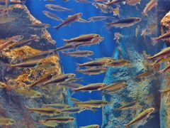 北の大地の水族館ｄ 《北海道の大地と川》 ニジマスの生態観察　☆ヤマメの遡上も実感