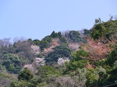 野津原の山桜2015