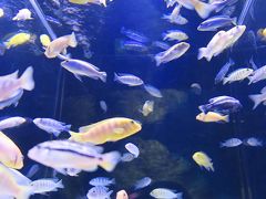 北の大地の水族館f 《ふれあいタッチコーナー》 魚に親しむ　☆ドクターフィッシュも