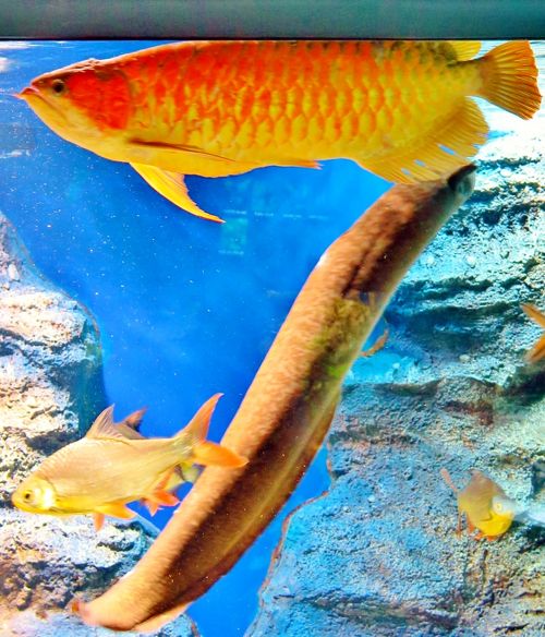 北の大地の水族館e 《世界の熱帯淡水魚》 ピラルクは巨体を優雅