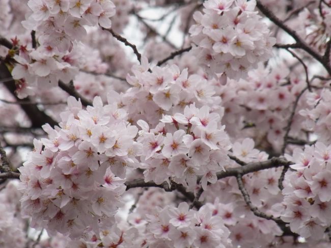 3月23日に東京の開花宣言が発表され、その2日後に上野公園に行ってみました♪<br />入り口の早咲きの桜は咲いていたものの、ソメイヨシノの並木道はまだ数輪のお花を付けただけ...。<br />即、退散となりました(-_-;)<br /><br />後日、4トラメンバーのこあひるさんが上野公園に行かれた時の旅行記を拝見して、やっぱり満開の桜が見たくなった私。<br />せっかく予定がないお休みの日があったので、リベンジしに行って来ました。<br />時折、小雨がパラつくあいにくのお天気でしたが、もっさもさにお花を咲かせた満開の桜並木を見る事が出来ました♪<br />