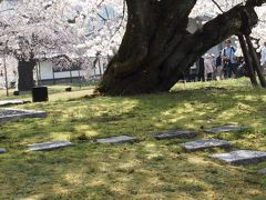 やっと今年も醍醐の櫻　　　　最高の日にめぐり合えたようです＾−＾　　≪　NO1醍醐の花見≫