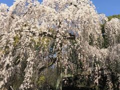 京都へ枝垂れ桜を見に