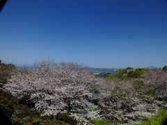 2015桜だより　IN　天草（千巌山と鶴葉山公園）