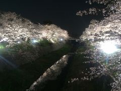 名古屋 桜並木散策