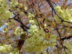 散り急ぐソメイヨシノそして咲き出す鬱金桜／谷中霊園・天王寺