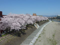 2015 桜並木　京都鴨川