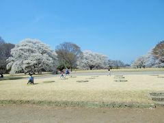 天平の丘公園の淡墨桜（うすずみざくら）は満開です