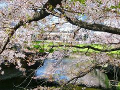 満開のさくらと神田川・高戸橋の都電　３景