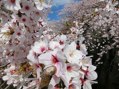 神田川・高戸橋付近のさくら・満開になりました。