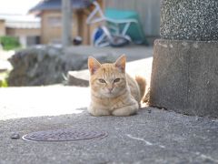 猫の島③姫島