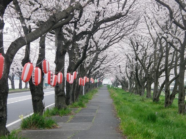 今年も桜の季節がやってきました。<br />我家では毎年早朝ウォーキングをしながらお花見をするのが恒例となっていて、今年も今日から桜を追って市内各地を歩きます。<br /><br />早朝ウォーキングで桜を愛でながら市内各地を巡る・・・<br />①平成国際大学から鷲宮神社の桜<br />②久喜市上清久さくら通り他の桜