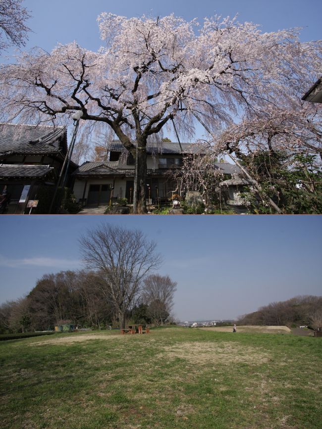 金仙寺の枝垂れ桜と比良の丘　2015.3.30<br /><br />所沢百選の金仙寺と比良の丘へサイクリングで花巡りをしてきました。<br /><br />小手指の自宅から往復12キロですが、丘の登りがきついので最後は歩きました。<br />参考資料：所沢百選<br />48．金仙寺のしだれ桜　http://www.tokoro-kankou.jp/blog/048.html<br />真言宗の寺。三ヶ島地区で最も古く、創建は平安時代までさかのぼる。有名なしだれ桜は樹齢約140年という。<br /><br />61．比良の丘　http://www.tokoro-kankou.jp/blog/061.html<br />狭山丘陵の西端に位置し、所沢で最も標高の高い絶景の丘。近くにはぶどう園、金仙寺、早稲田大学などもある。<br /><br />撮影<br />Canon EOS40D EF-S17/85,EF-S10/22<br />